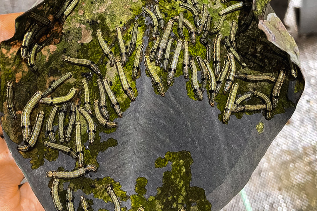 Lots of Caterpillar bugs Eating a leaf Slowly destroying entire leaf from top to bottom