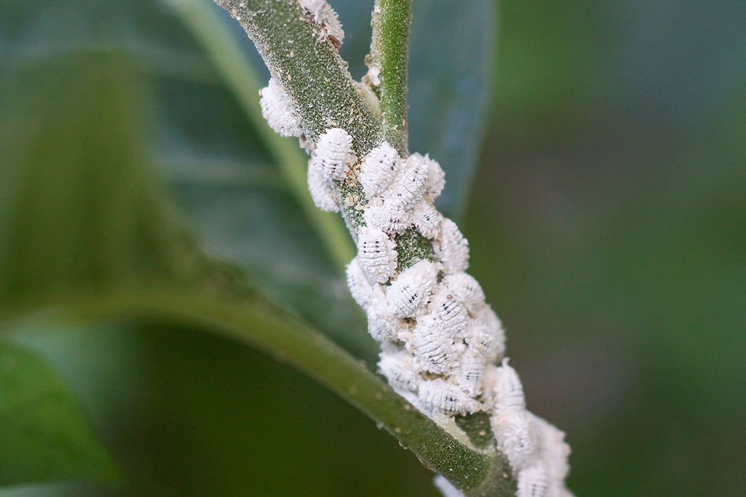 Stem with powder covering mealy bugs clustered on stem in focus with leaves in background