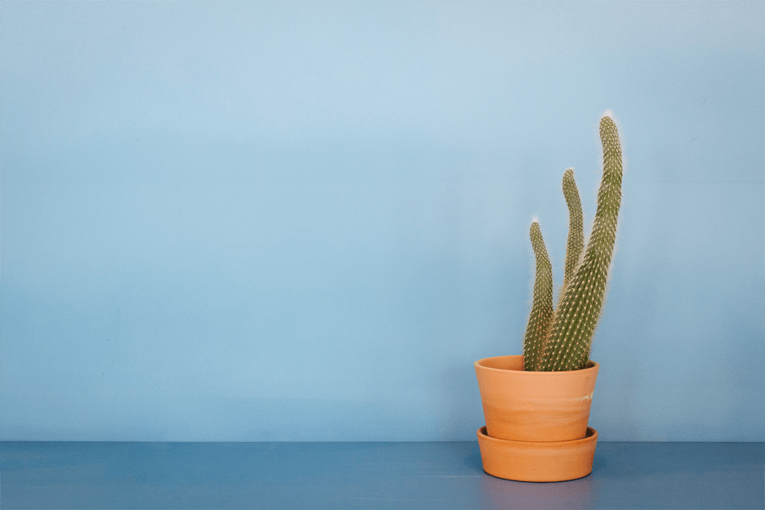 Cactus Spiny Spikes Sharp Green Lime LIght Hue Colour Saturation Terracotta Pot Pot Plants House Plants Plant Safe Saved Aesthetic Blue Colour and Fuzzy Spikes