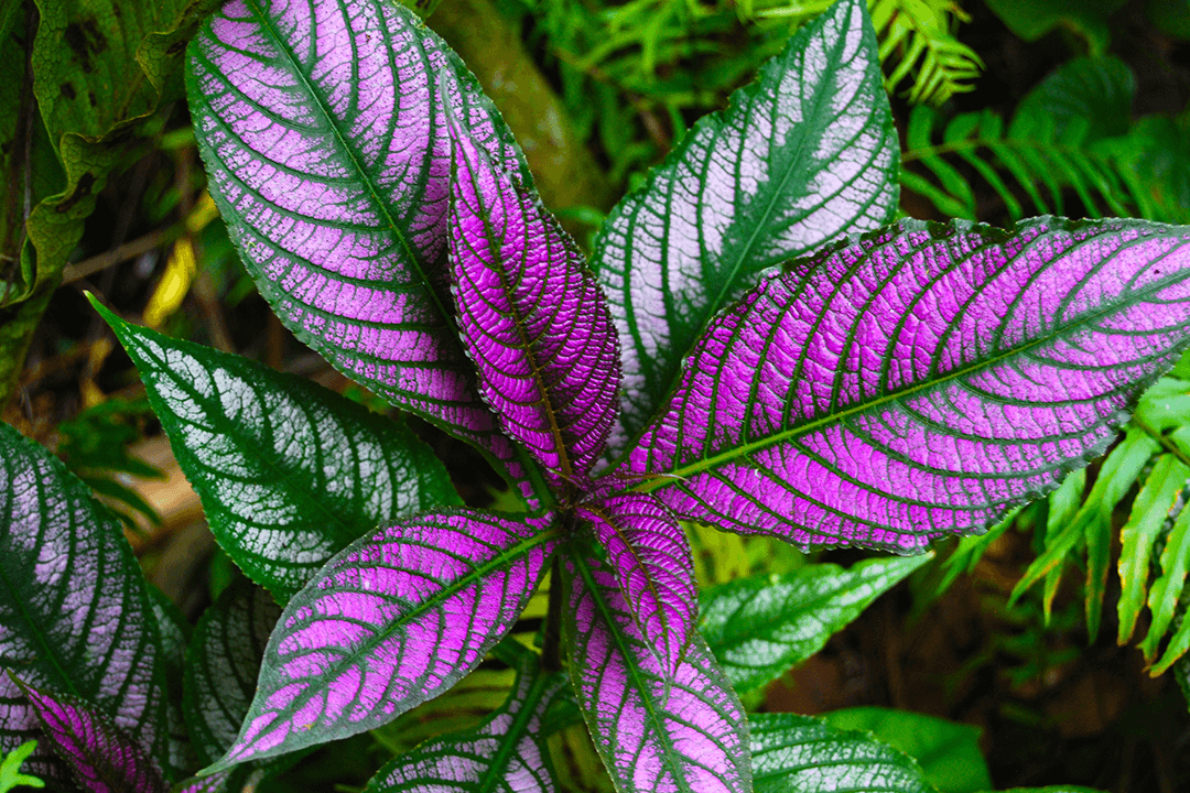 Purple Plant Silver Plant House Plant plants Large Close up leaves leaf foliage