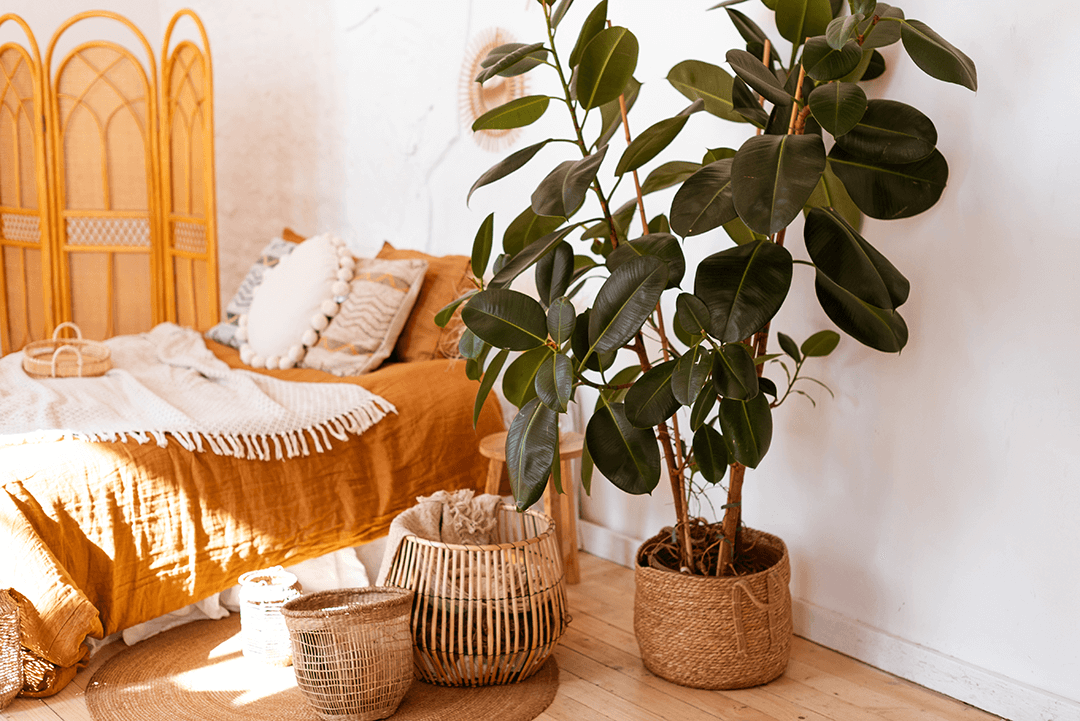 Warm Plant Statement Large ficus Minimalism Wood tones plants home house plant houseplant