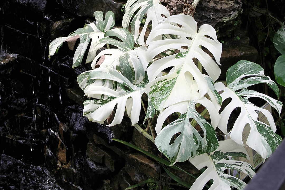 Variegated Monstera Leaves Foliage Beautiful Aesthetic Trending Plant 