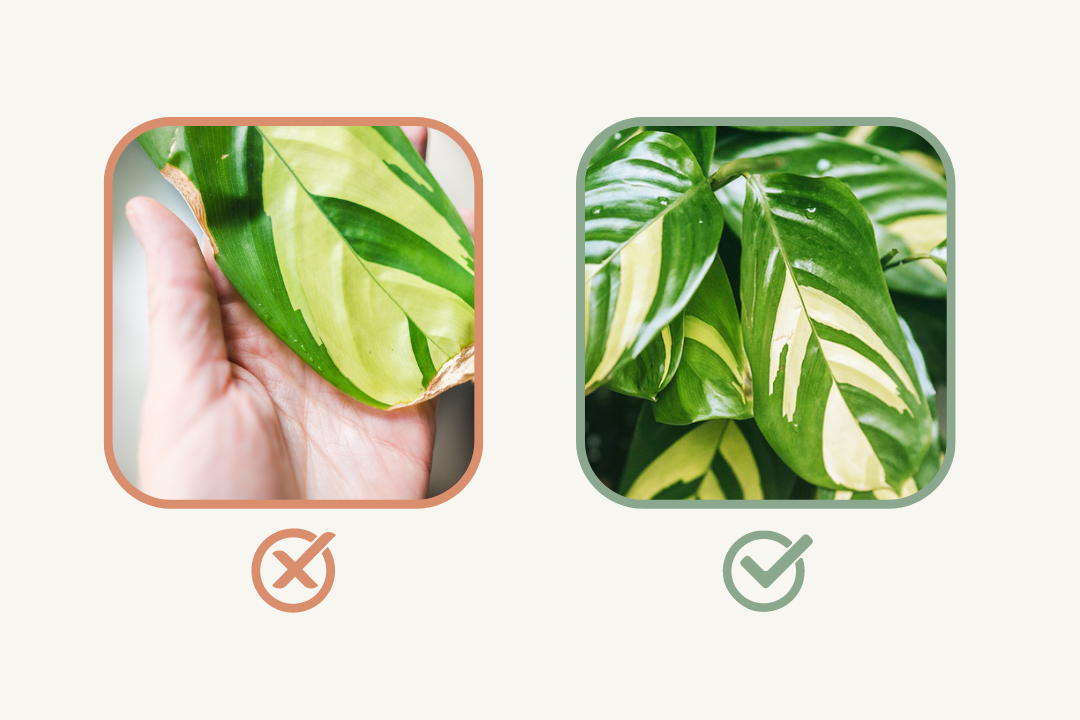 hand in photo of plant