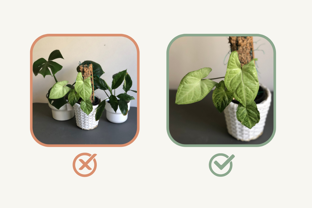 many plants vs sole palnt