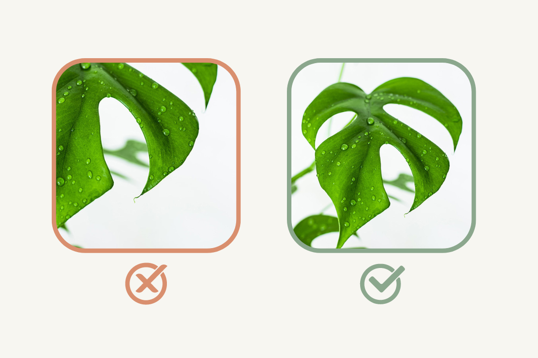 Too close vs correct