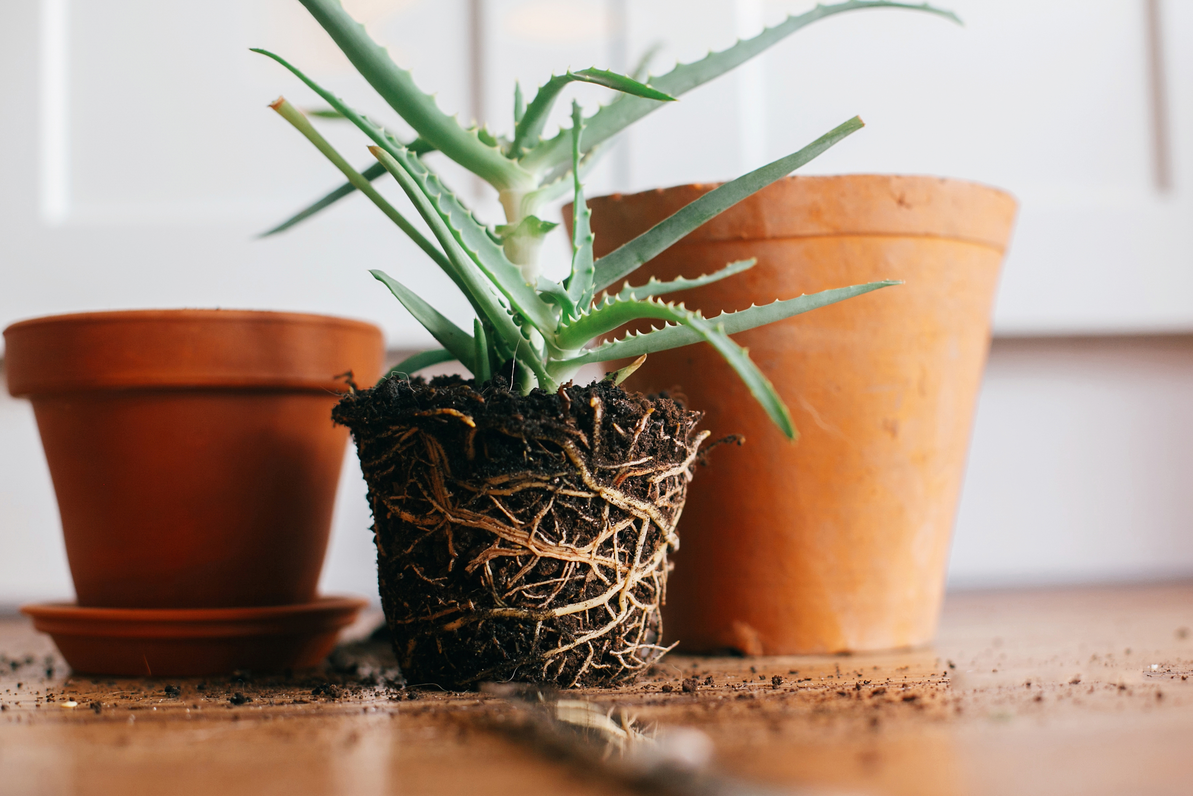 Pot Terracotta, Soil and Roots all being repotted ready for Summer