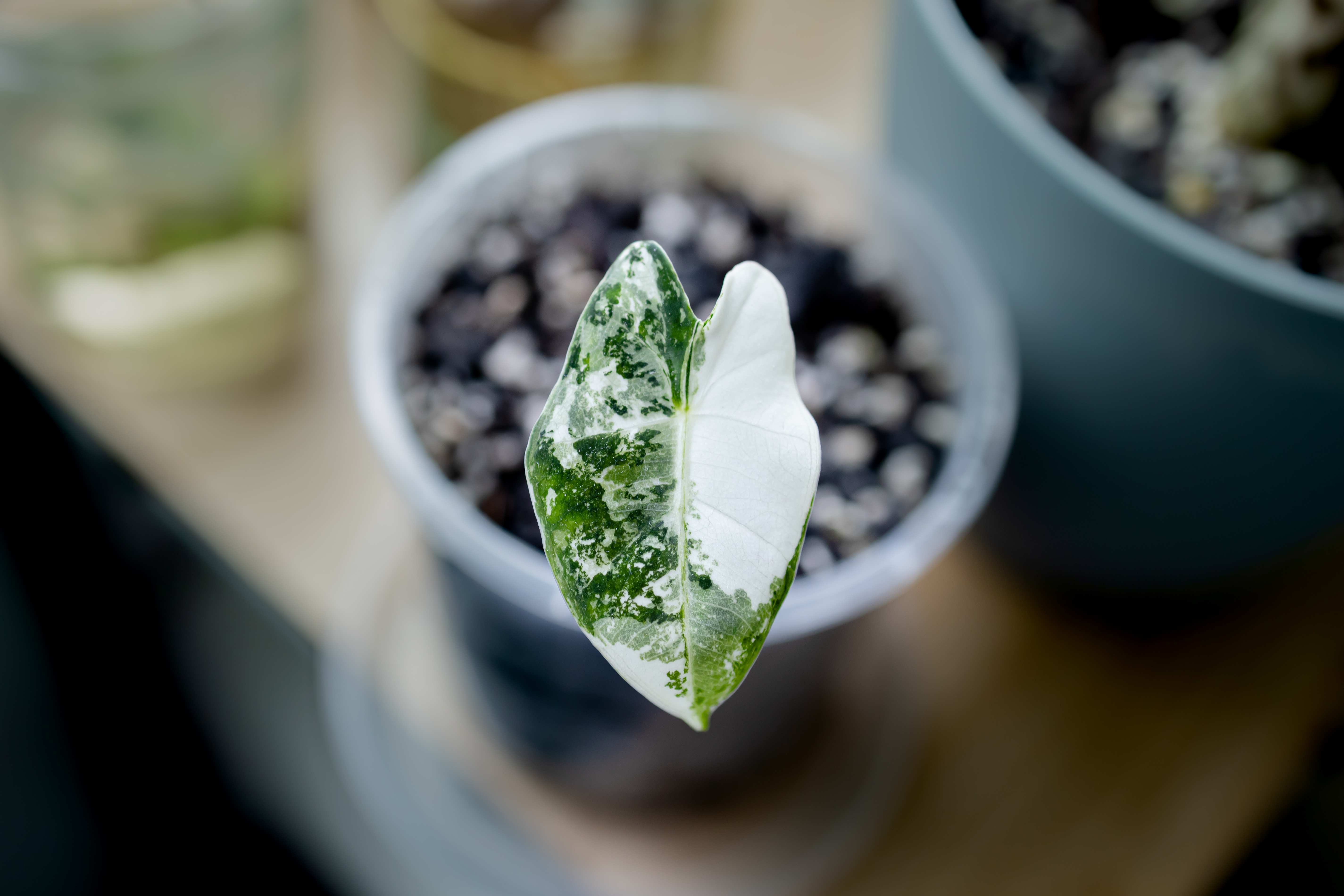 Alocasia leaf, sporting beautiful markings showing blurred Pot and soil in the background.