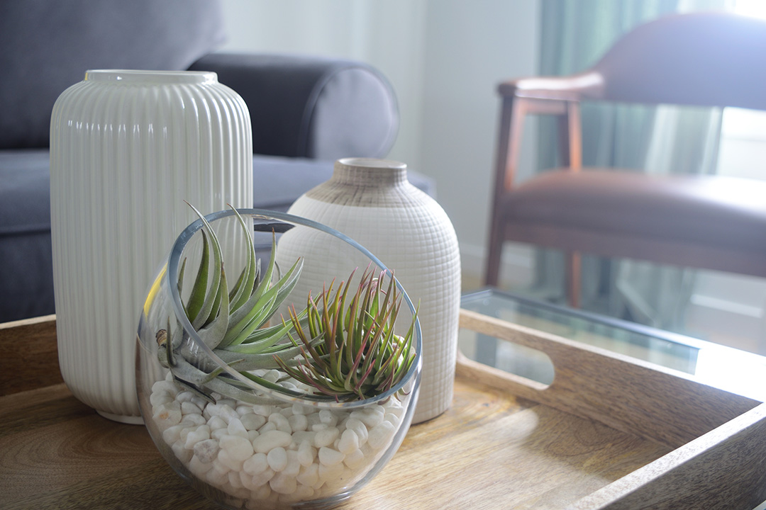 air plants in terrarium