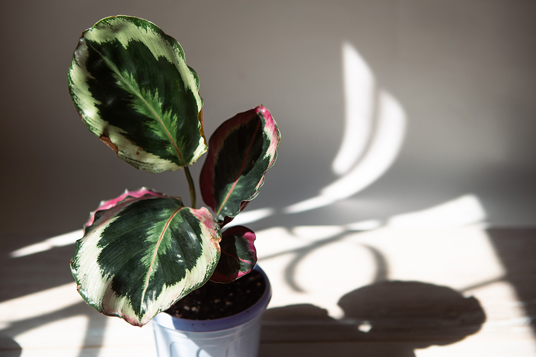 calathea medallion plant in blue pot