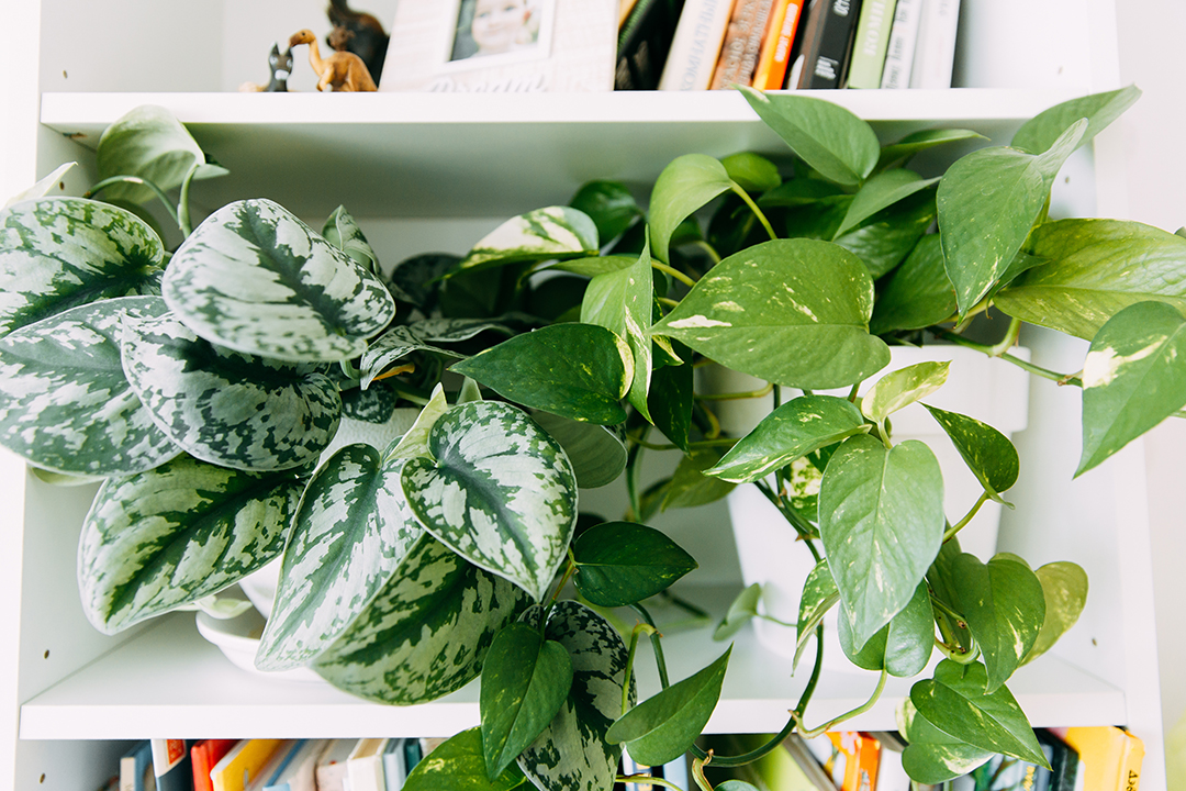 Scindapsus-Pothos