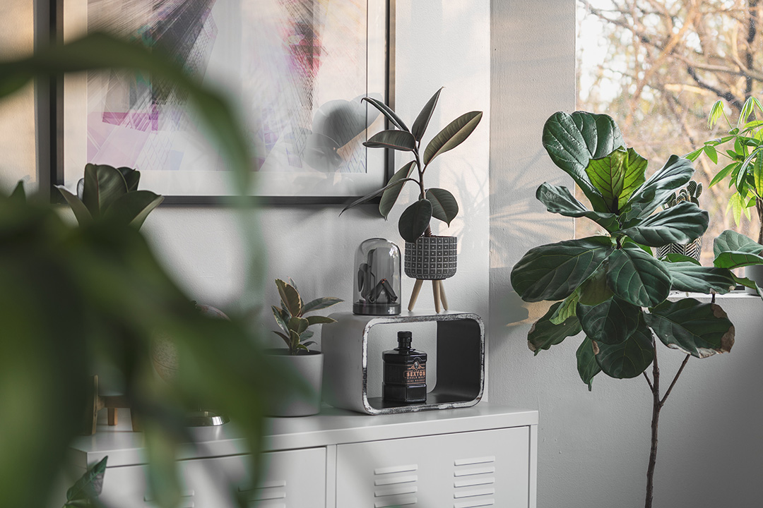 houseplants including fiddle leaf by window