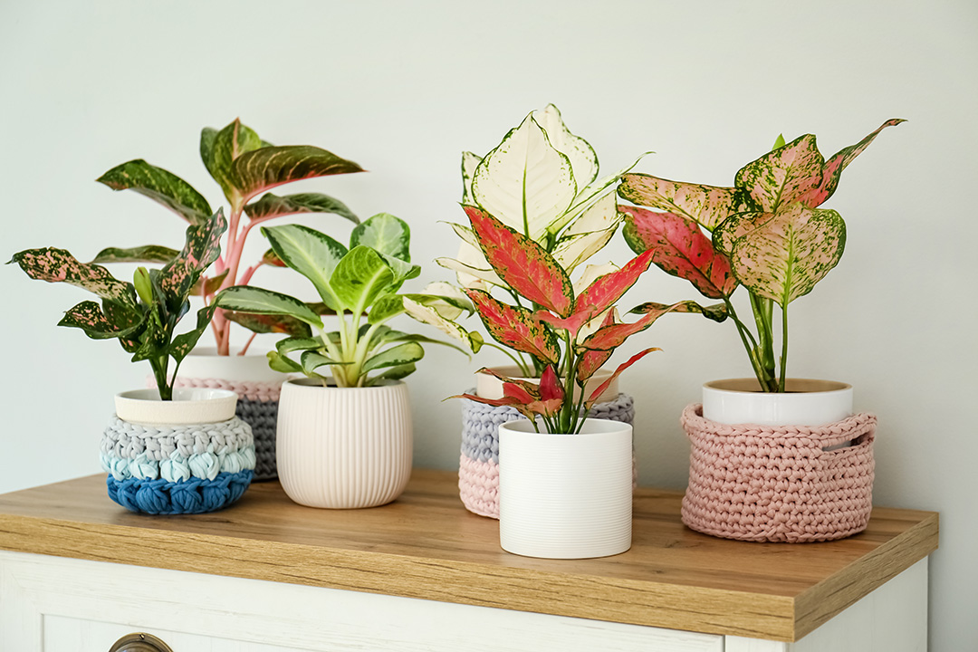 plants grouped together