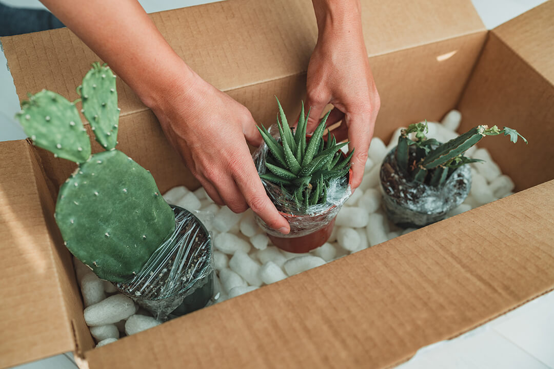 packing plants into a box