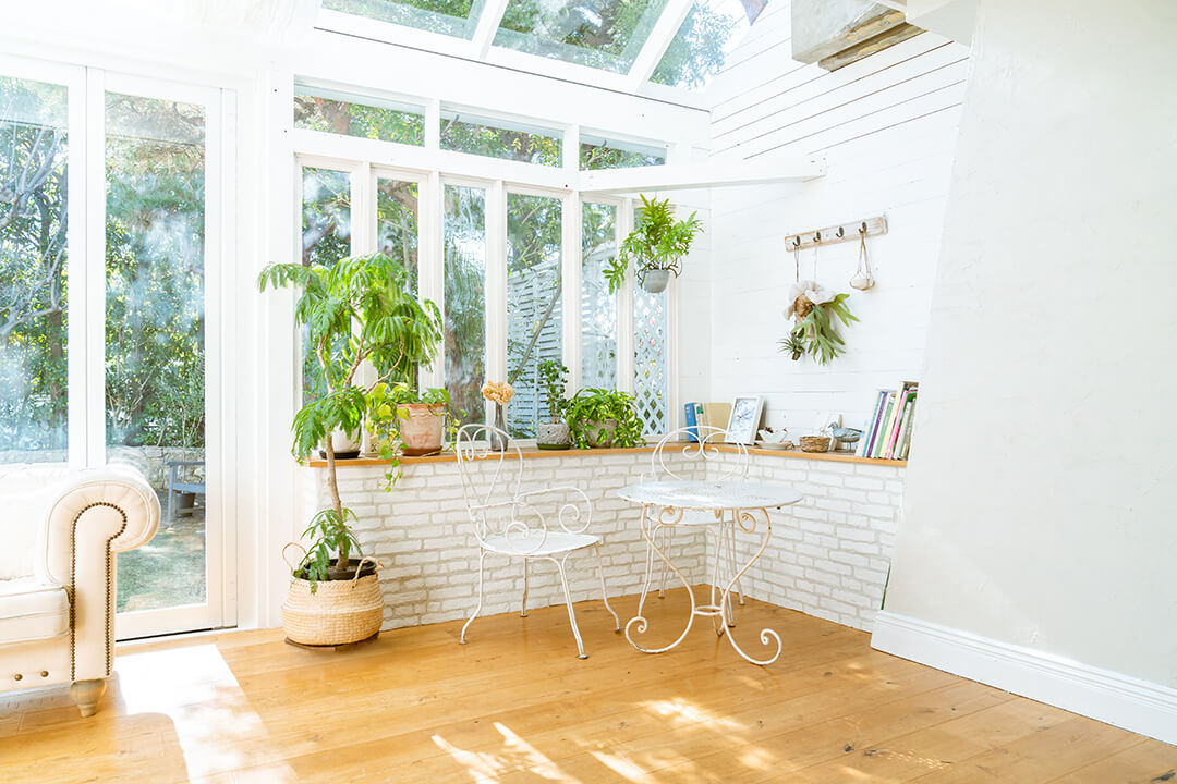 plants in natural light
