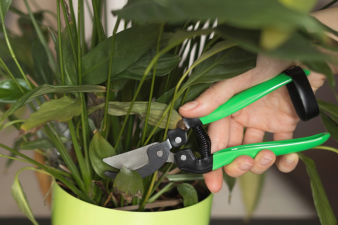 pruning a plant