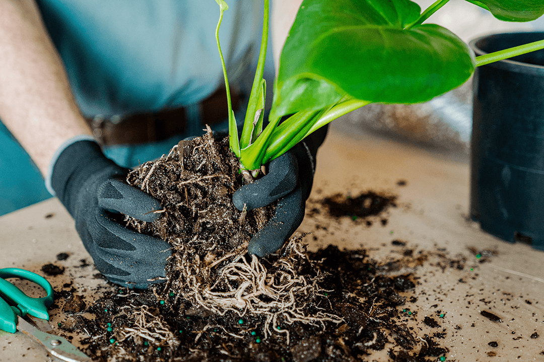 repotting a plant