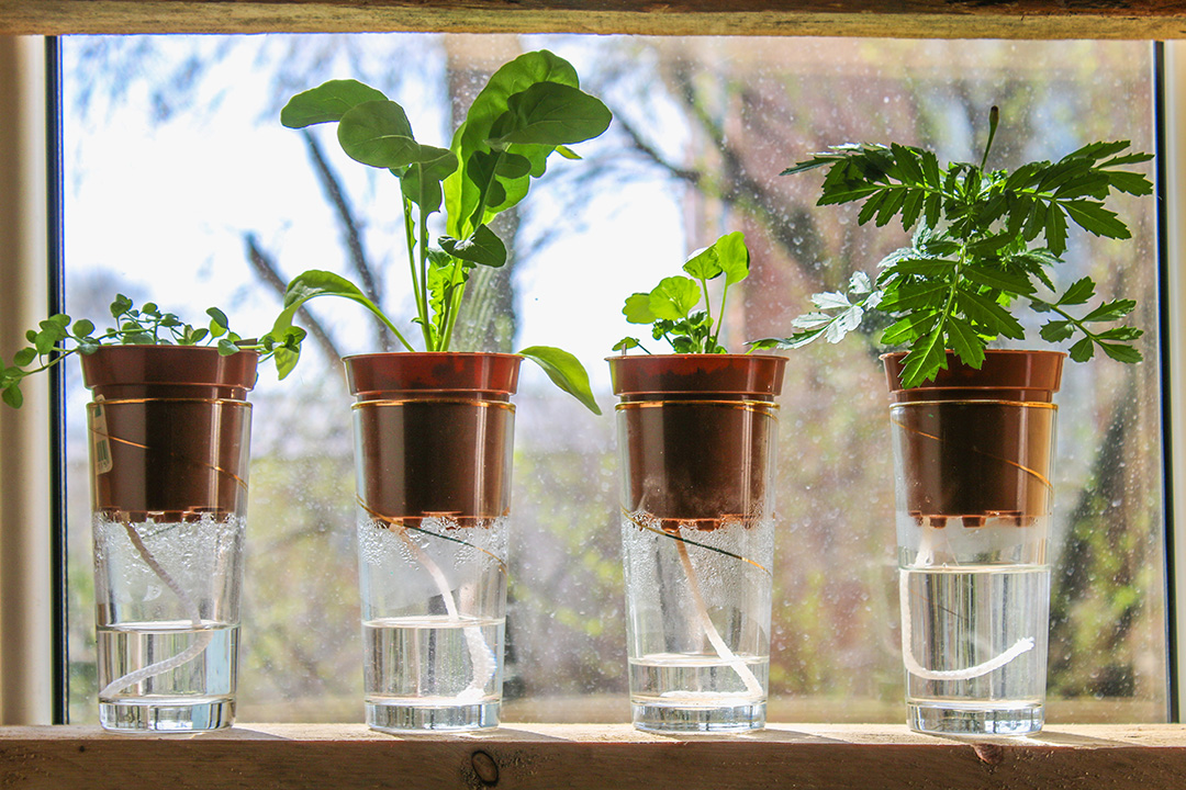wicking water system for plants