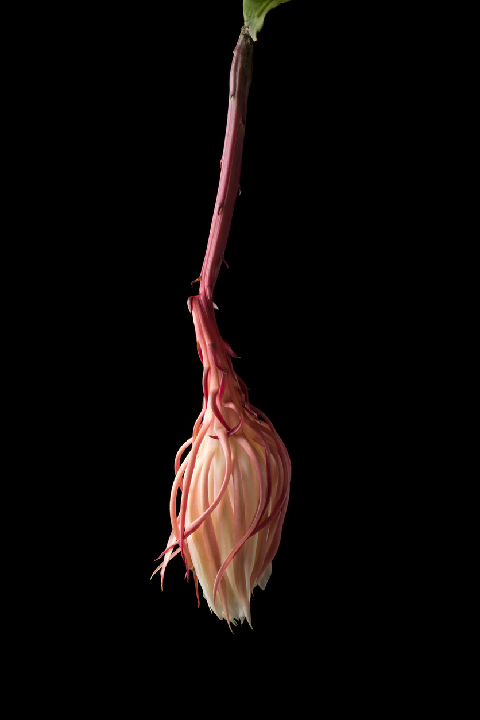 Cacti Flower Closed at Night Time