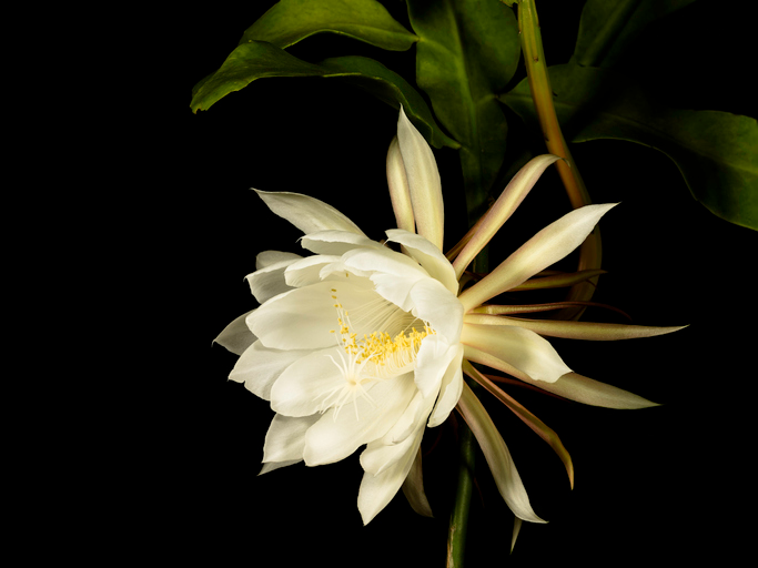 Cacti Flower Open Beautiful Spread Flower Plant