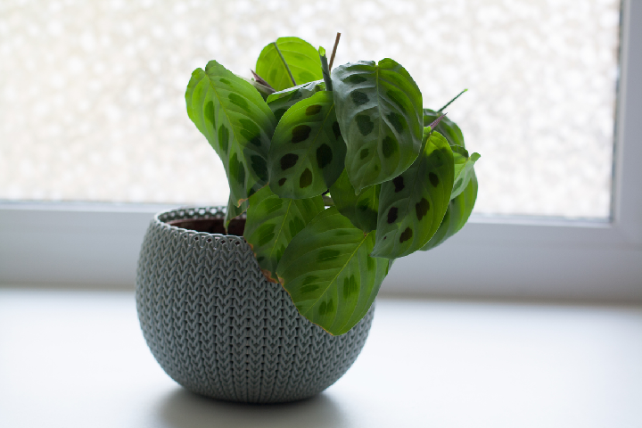 Maranta leaves folded downward, in their protective state