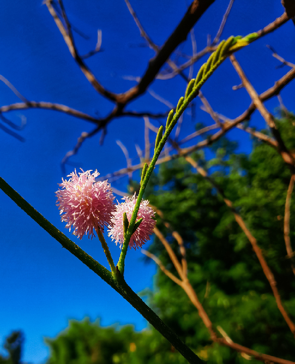 Mimosa pudica leaves fully folded inward to resemble a stick