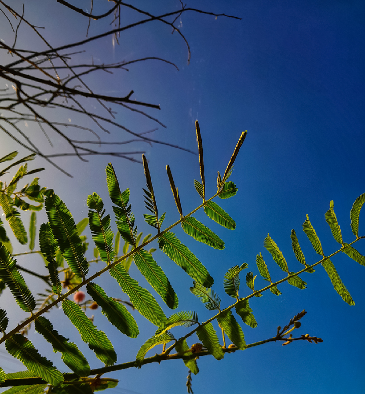 Mimosa pudica open foliage 