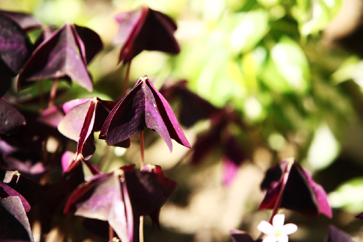 Purple Plant Oxalis Leaves Closed Shut During The Night