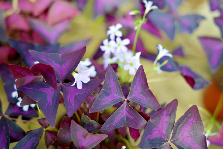 Purple Plant Oxalis Leaves Open To Maximise Sunlight