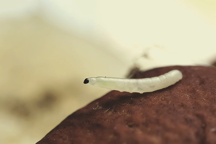 litlle larvae hanging on logs being a larvae kinda dude we love little larvaes when they don't eat roots of plants plant roots are safe when larvae aren't hungry