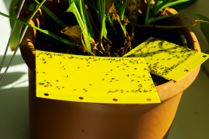 Sticky Traps for the Flies gettin sticky and stuck on the traps poor guys