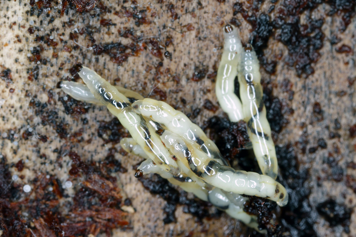 Little Grubby Guys Doing there Grubby Things Maybe Eating Roots Maybe not Who Knows?