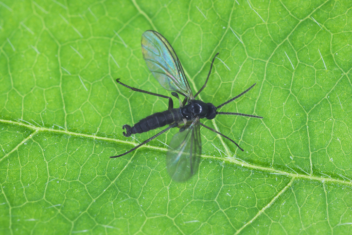 Leaf with cute little fungus gnat on it, doing fungus gnatty things yeah fun guy yeah
