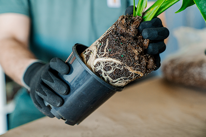 Repot that pretty plant into new soil fresh soil clean soil good soil yeah