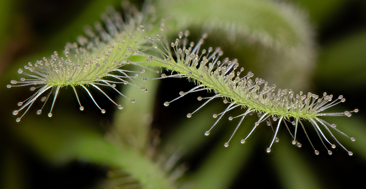 Drosera Sticky Sap Attract Pest to Kill
