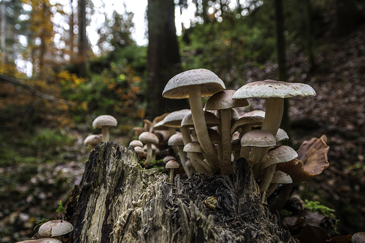 Fungus Mushroom Forest Fungal Relationship Big Bad Mush Room