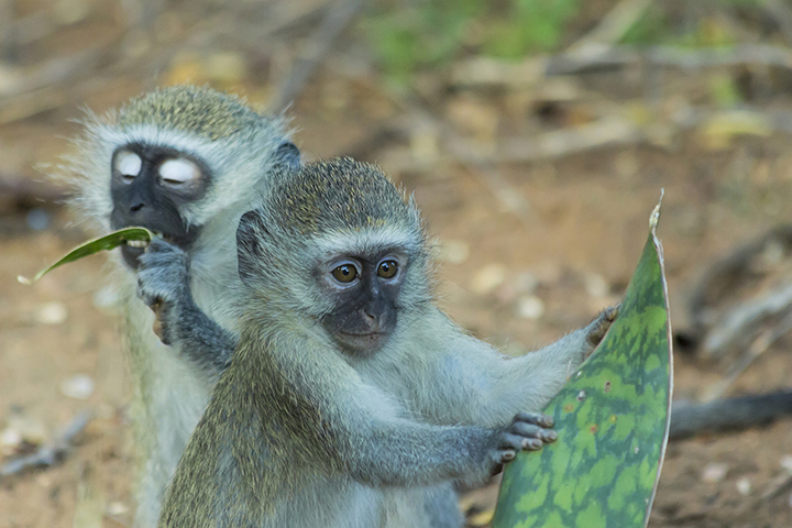 Cute Monkey Eating Plants Houseplant Plant Houseplants Yum Chew Cute