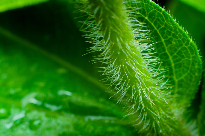 Plant Houseplant Trichomes for Plants Safety Pests