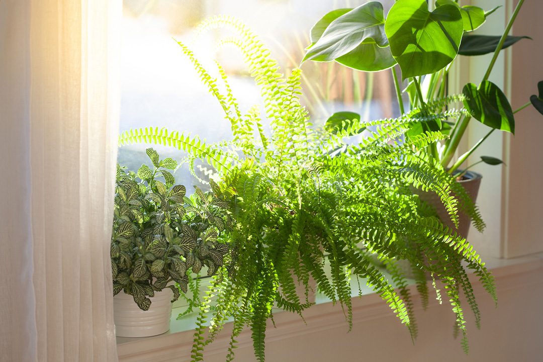 fittonia, nephrolepis and monstera