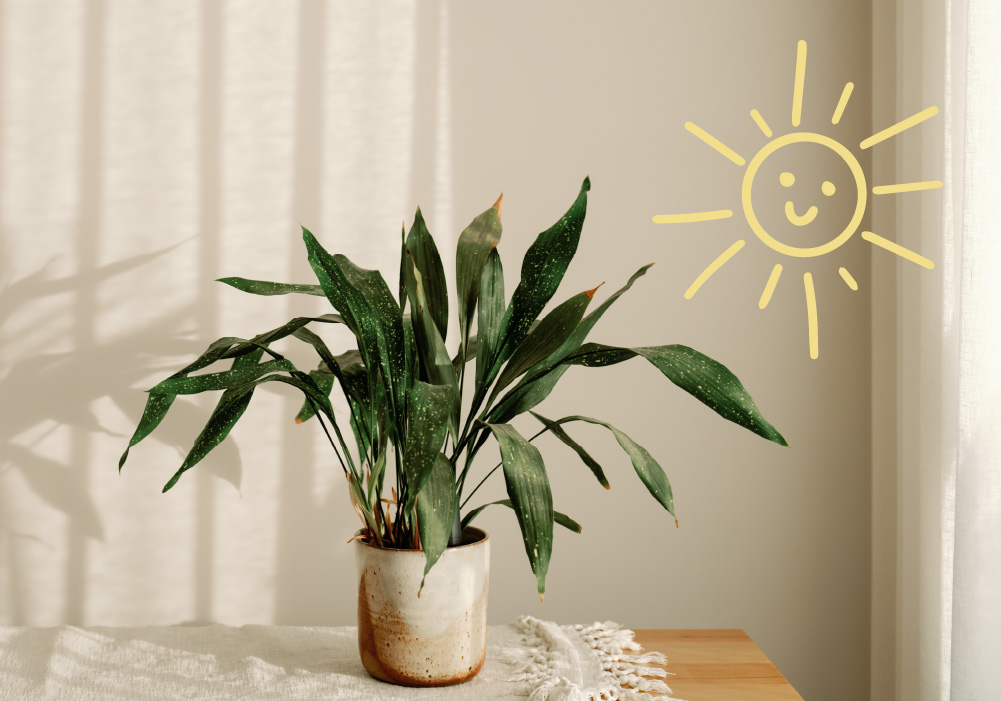 plant in sunlight