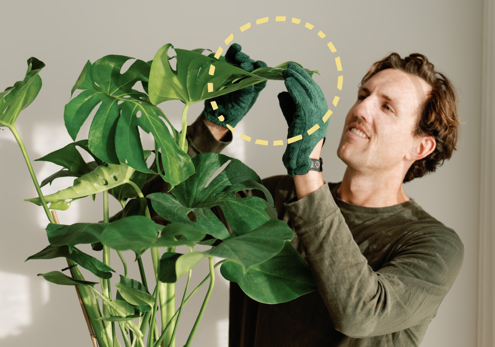 cleaning plants with gloves