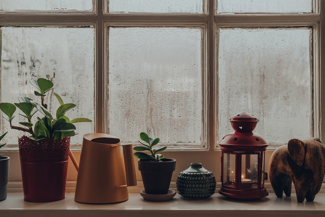 plants by rainy window