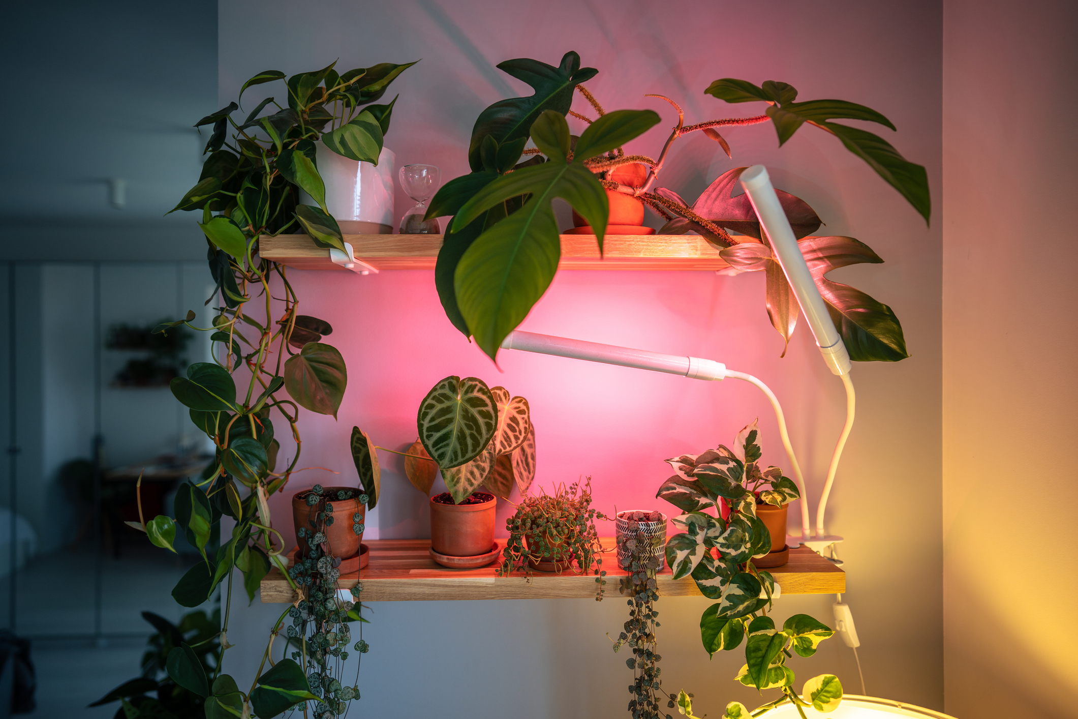 Grow Lights, Plant Lights, Aritificial Lighting, Houseplants, Grow, Light, How to use grow lights? How to setup grow lights? How to Grow light?