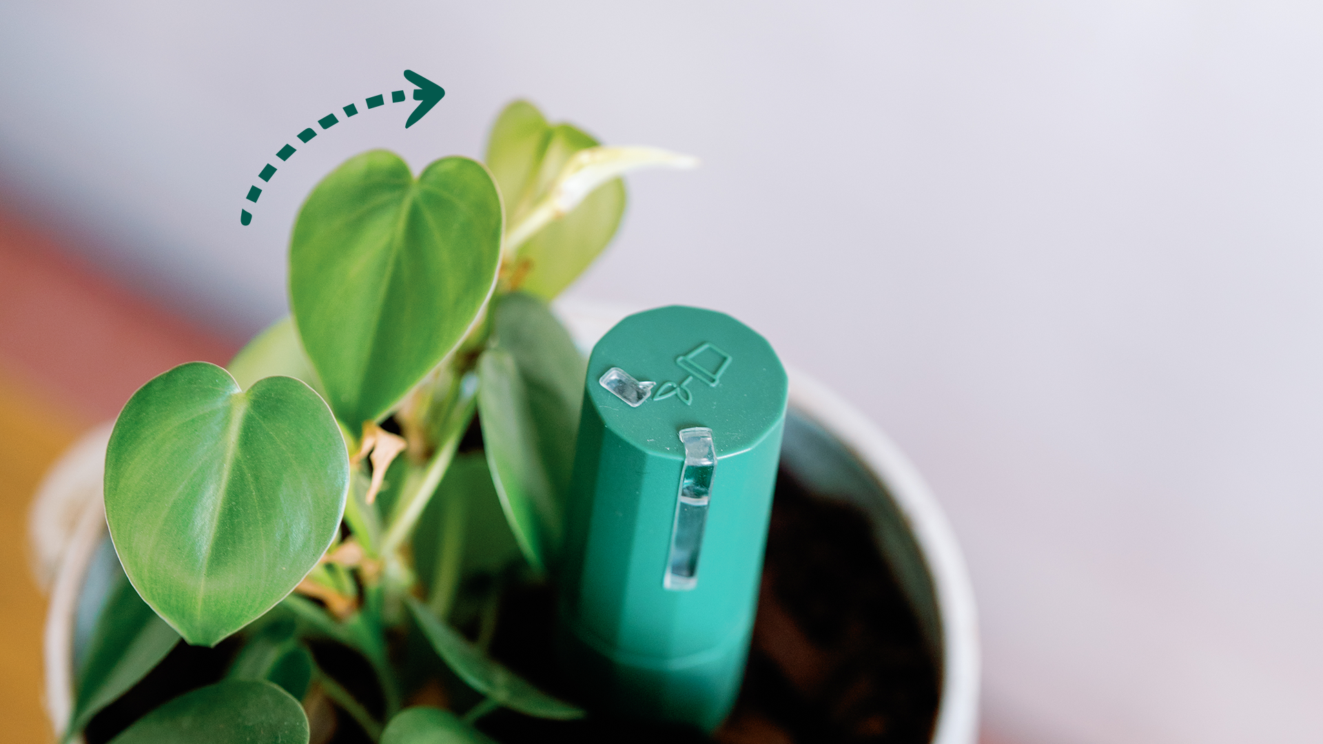 SLOW GROW HOUSEPLANT PLANT HOUSE GROW SLOWLY WHY IS MY PLANT GROWING SLOWLY HOW CAN I MAKE MY PLANT GROW DO PLANTS GROW SLOWER IN WINTER?